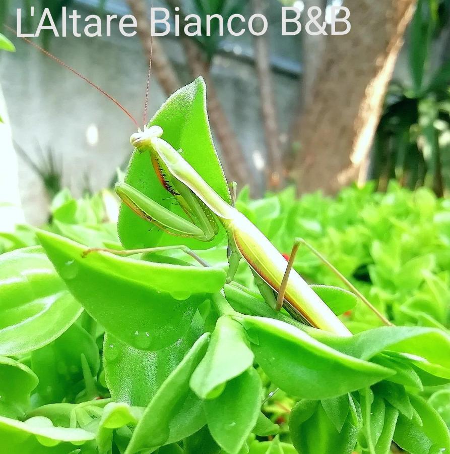 B&B L'Altare Bianco Βιέστε Εξωτερικό φωτογραφία