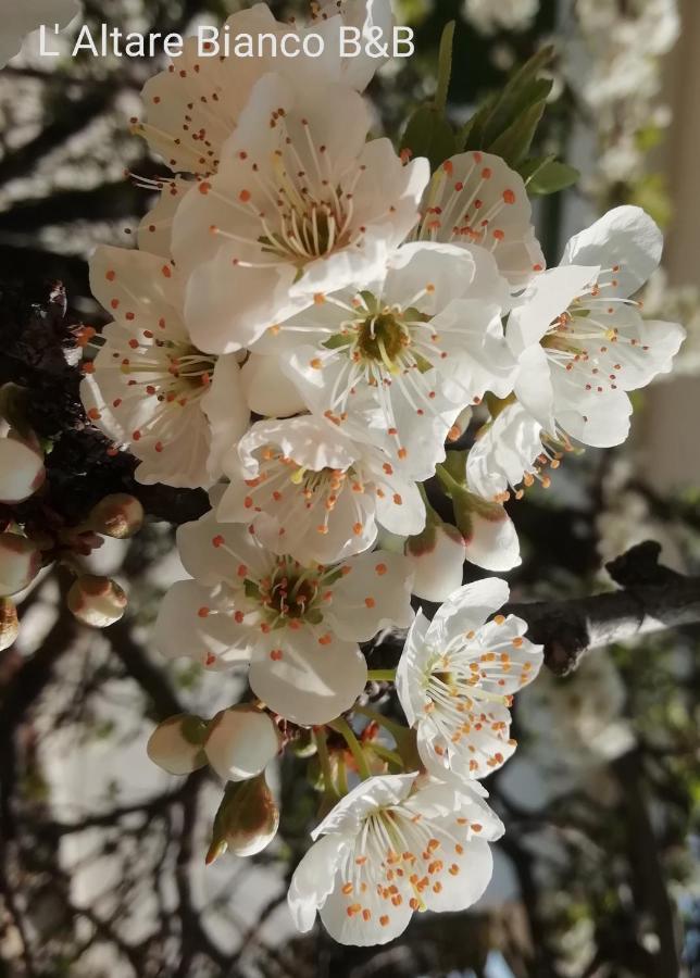 B&B L'Altare Bianco Βιέστε Εξωτερικό φωτογραφία
