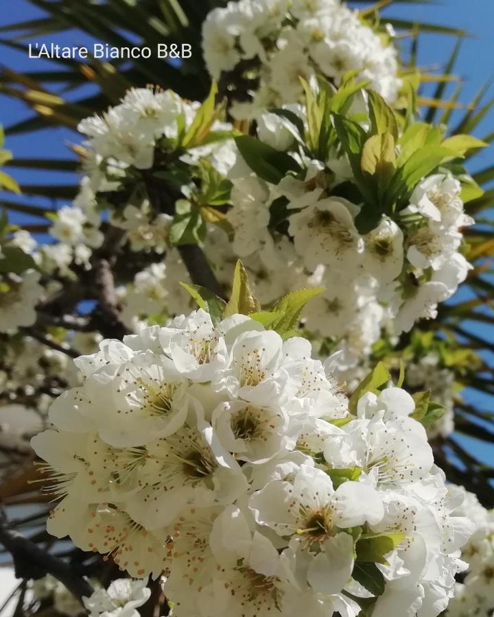 B&B L'Altare Bianco Βιέστε Εξωτερικό φωτογραφία